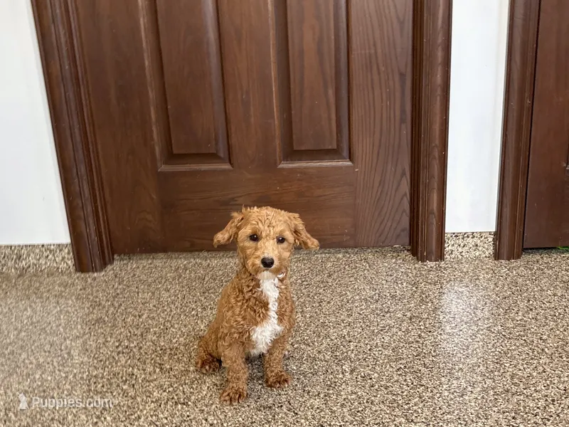 Henry  – Havapoo puppy for sale in Nappanee, IN