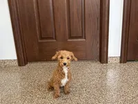 Henry , a male Havapoo for sale in Nappanee, IN – 1 of 10