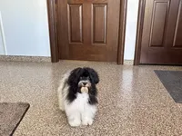 Lanie, a female Havanese for sale in Nappanee, IN – 5 of 6