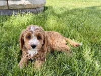Lisa F1b, a female Cockapoo for sale in Nappanee, IN – 5 of 9