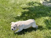 Corey , a male French Bulldog for sale in Nappanee, IN – 4 of 10