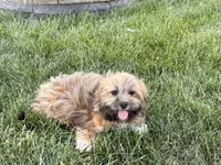 Gloria , a female Lhasa Apso for sale in Nappanee, IN – 9 of 10