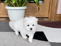Marsh , a male Maltese for sale in Nappanee, IN – 4 of 8