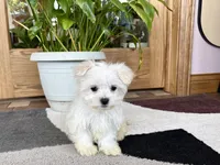 Shellie, a female Maltese for sale in Nappanee, IN – 4 of 9