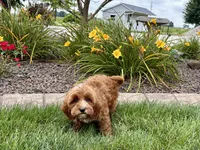 Dena, a female Cavapoo for sale in Nappanee, IN – 5 of 8
