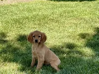 Jade, a female Cavapoo and Cockapoo for sale in Nappanee, IN – 2 of 8
