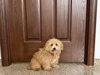 Marshmallow, a male Maltipoo for sale in Nappanee, IN – 1 of 7