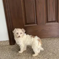 Jordan, a male Havanese for sale in Nappanee, IN – Photo 1 of 6
