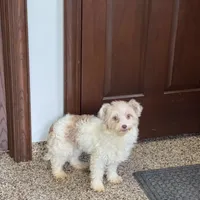 Jordan, a male Havanese for sale in Nappanee, IN – Photo 5 of 6