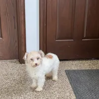 Jordan, a male Havanese for sale in Nappanee, IN – Photo 6 of 6