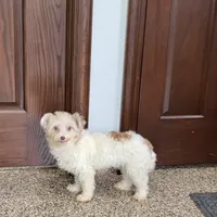 Jordan, a male Havanese for sale in Nappanee, IN – Photo 2 of 6