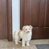Jordan, a male Havanese for sale in Nappanee, IN – Photo 4 of 6