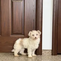Jordan, a male Havanese for sale in Nappanee, IN – Photo 3 of 6