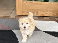 Timmy, a male Maltipoo for sale in Nappanee, IN – 3 of 10