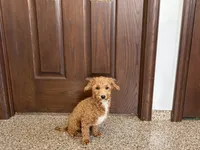 Henry , a male Havapoo for sale in Nappanee, IN – 8 of 10