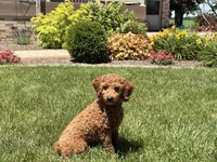 Leanne F1b, a female Cockapoo for sale in Nappanee, IN – 3 of 7