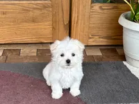 Marsh , a male Maltese for sale in Nappanee, IN – 8 of 8