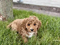 Larry F1b, a male Cockapoo for sale in Nappanee, IN – 9 of 9