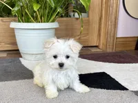 Shellie, a female Maltese for sale in Nappanee, IN – 6 of 9