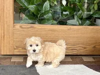 Timmy, a male Maltipoo for sale in Nappanee, IN – 7 of 10