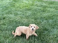 Pooton , a female Coton de Tulear and Poodle - Toy  for sale in Nappanee, IN – 4 of 4