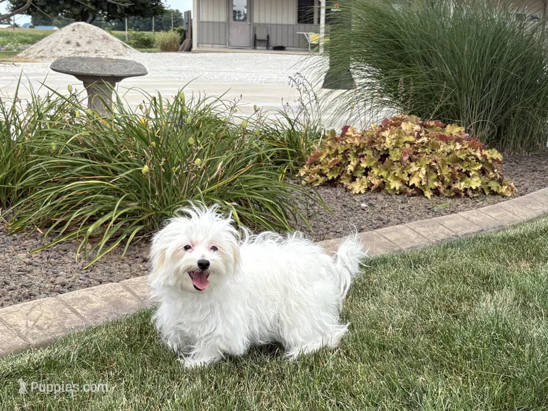 Layla – Maltese, Poodle - Toy  puppy for sale in Nappanee, IN