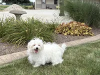 Layla, a female Maltese and Poodle - Toy  for sale in Nappanee, IN – 1 of 9