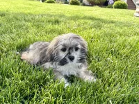 Gloria , a female Lhasa Apso for sale in Nappanee, IN – 4 of 8