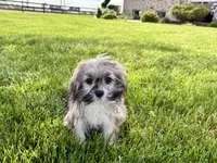 Gloria , a female Lhasa Apso for sale in Nappanee, IN – 5 of 8