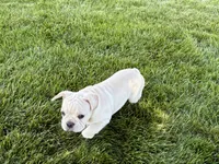 Corey , a male French Bulldog for sale in Nappanee, IN – 8 of 10