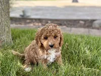 Larry F1b, a male Cockapoo for sale in Nappanee, IN – 3 of 9