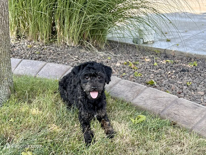 JJ – Havapoo puppy for sale in Nappanee, IN