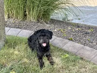 JJ, a male Havapoo for sale in Nappanee, IN – 1 of 9