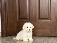 Colton , a male Coton de Tulear for sale in Nappanee, IN – 2 of 7
