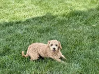 Pooton , a female Coton de Tulear and Poodle - Toy  for sale in Nappanee, IN – 2 of 4