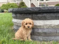 Jade, a female Cockapoo and Cavalier King Charles Spaniel for sale in Nappanee, IN – 6 of 8