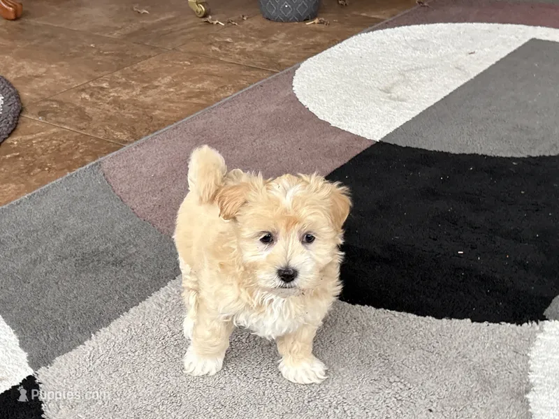 Timmy – Maltipoo puppy for sale in Nappanee, IN