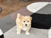 Timmy, a male Maltipoo for sale in Nappanee, IN – 1 of 10