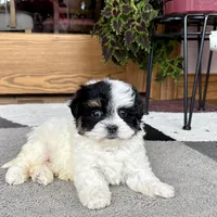 Gloria, a female Havanese for sale in Nappanee, IN – Photo 7 of 8