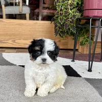 Gloria, a female Havanese for sale in Nappanee, IN – Photo 8 of 8