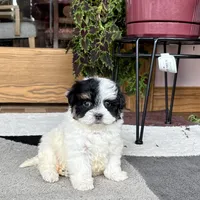 Gloria, a female Havanese for sale in Nappanee, IN – Photo 2 of 8