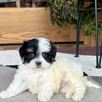Gloria, a female Havanese for sale in Nappanee, IN – Photo 6 of 8