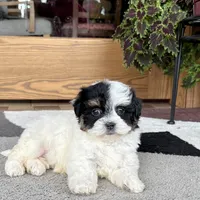 Gloria, a female Havanese for sale in Nappanee, IN – Photo 4 of 8