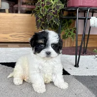 Gloria, a female Havanese for sale in Nappanee, IN – Photo 1 of 8
