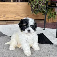 Gloria, a female Havanese for sale in Nappanee, IN – Photo 5 of 8