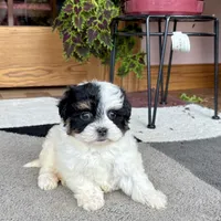 Gloria, a female Havanese for sale in Nappanee, IN – Photo 3 of 8