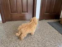 Marshmallow, a male Maltipoo for sale in Nappanee, IN – 5 of 7
