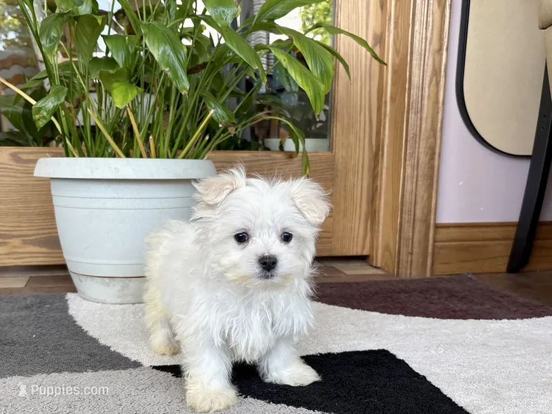 Shellie – Maltese puppy for sale in Nappanee, IN