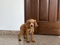Kelly , a female Cavapoo and Cockapoo for sale in Nappanee, IN – 2 of 6