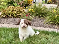 Chico, a male Havanese for sale in Nappanee, IN – 7 of 8